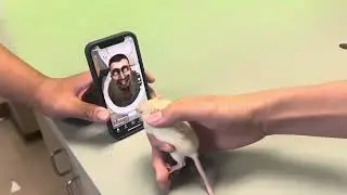 Mouse Subjected to Brain Rot #animals #cute #memes #skibiditoilet #funny