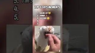 Ranking Cat Talking Moments