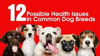 12 Possible Health Issues in Common Dog Breeds
