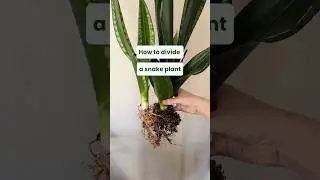 How to divide snake plant pups #houseplants #propaganda #houseplantcare