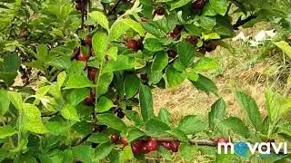 Prunus tomentosa - Koreakirsche / Nanking cherry