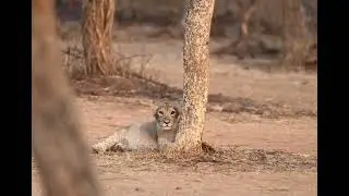 lion cubs mischief ,gir forest #africa #girforest #lion #cubs #asiaticlion #kids #viral #video