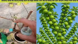 अमरूद पौधा की कटाई चटाई करें ऐसे आएगा ज्यादा अमरूद पौधा में