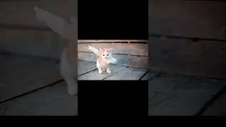 Cutest dancing cat 🐱💃 #DancingCat #ChineseVibes #CatDance #FunnyCat #CuteAnimals #PrimBG #Viral