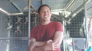 FROM EGG TO RACE: Alamin ang basic and ang ilang haka-haka tungkol sa pag papaitlog ng kalapati