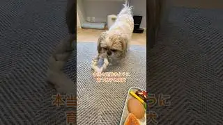 I was touched by the sight of my son and dog growing up like real brother and sister.