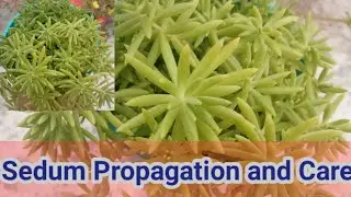 Sedum Propagation and Care/Beautiful succulent sedum/Easy to grow sedum