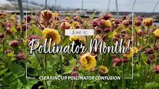 Pollinator Myths Debunked! Prides Corner Farms