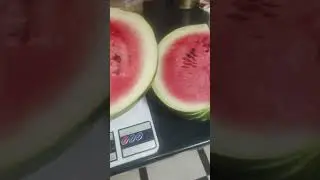 watermelon in Kyiv region weighing