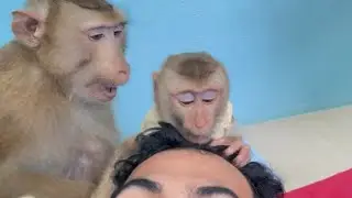 ASMR Monkey Zueii & Tin Grooming Me Very Nice