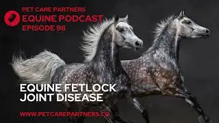 Fetlock Joint Disease in Horses | Causes, Diagnosis & Treatment Explained | Pet Care Partners Ep. 98