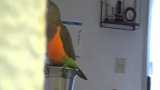 TICKLE my talking Red bellied parrot