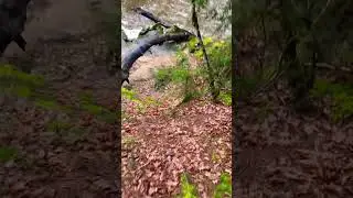 #run #running #trail #trailrunning #ultratrail #ultratrailrunning #shorts #shortvideo #course