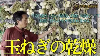 絶対にマルチの上に置いてはいけない、収穫後の玉ねぎ・にんにくの乾燥！  やっぱり屋外の吊りが最適だけどそんな場所は滅多にない！ 百姓農園さんの言う「拠点の重要性」は実感して分かる！ 2025/6/14