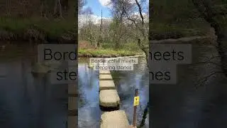 Four useful legs meet stepping stones for the first time #bordercollie #steppingstones #isleofarran