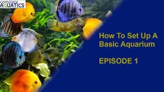 Aquarium 101 - How to set up a basic aquarium Episode 1