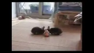 20th Anniversary - Bunny Binky Revisited