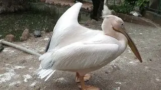 Rosy Pelican Bird  - Pets Discovery TV