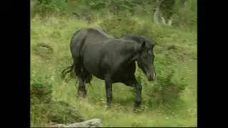 le Mérens ..un super poney