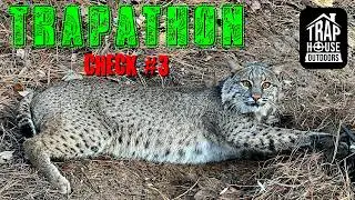 TRAPATHON: [CHECK #3] 1st Bobcat Release, The Great Coon Escape & POV Fox Boxing!!! #trapping #vlog