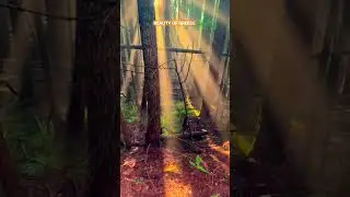 NATURE | IN FOREST SUN LIGHT VIEW