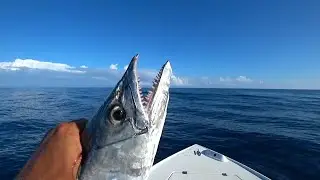 BLUE WATER Fishing for KINGFISH!!! Florida Keys FISHING LIVE on Twitch.tv!!!