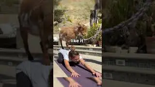 Goat Yoga Gone Wrong