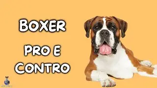 Boxer: Pro e Contro