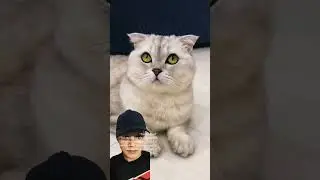 #cat fakes sad 🤣 #lol #funny