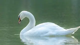 Saint Saens Orchestral Swan | Classical Royalty Free Background Music For Film & Documentary