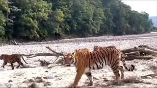 4 Tigers Hunting for Lunch in Jungle | Deadly Tiger Hunt | Wildlife Video