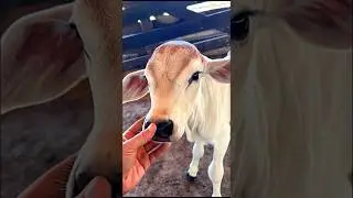 petting a cute cow calf adorable video #cow #calf #cowvideos #cutecow #cowcalf #cuteanimals #shorts