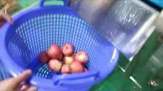 Промышленная линия Вега,  для мойки яблок