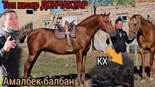 Амалбек балбанда ТОП КЕСЕР ДОНЧАКТАР