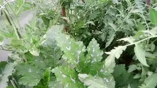 potager 2022 &ccedil;a pousse 🍓🍋🍏🍅🥕🍆🥔