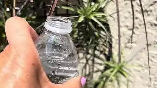 Air Plants ❤️Water