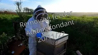 Honey bee -  removing the feeder and adding fondant
