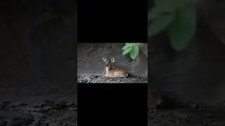 Cute Animals deer - Relaxing Music Deep Sleep #deer #shorts