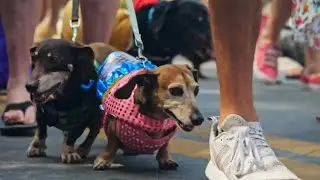 'Wienerpalooza': Dozens of dachshunds parade through Key West, Florida