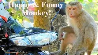 Fantastic Monkey Rose Funny Train Fighting With Friends|Amazing Pigtail Rose Monkey