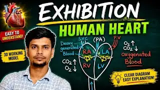 Exhibition || 3D Working Model of Human Heart #exhibition #heart #circulatory_system #yt #bio #2025 