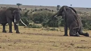 begging elephant bull knees down don&rsquo;t want to fight video 