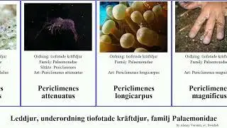 Leddjur, underordning tiofotade kr&auml;ftdjur, familj Palaemonidae periclimenes arthropoda attenuatus