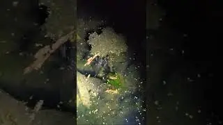 Triggered by the first warm rains, Spotted Salamanders perform thier annual courtship dance.