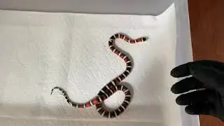 Kingsnake collection tour! Summer 2022 🐍