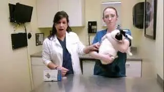 How to apply topical medication to a cat's skin