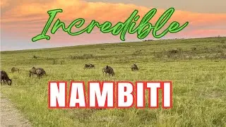 Nambiti Game Reserve Safari: Incredible Wildlife & Scenic Game Drives in South Africa
