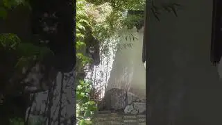 Look at what&rsquo;s inside the moon? #garden #nature#plants #Lan Su Chinese Garden#landscape