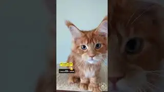 🔊 Maine Coon Cat Meows | #meow