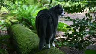 cat walking log